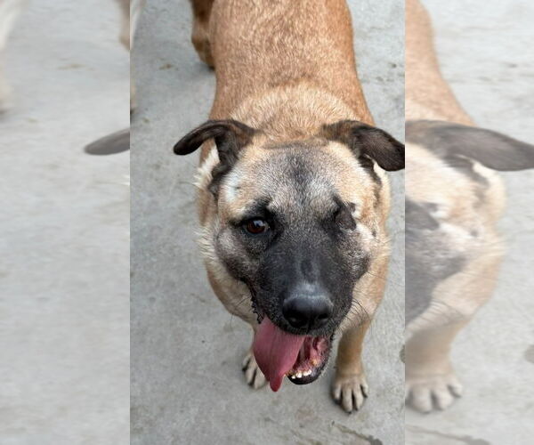 Medium Photo #6 German Shepherd Dog-Unknown Mix Puppy For Sale in Lake Forest, CA, USA