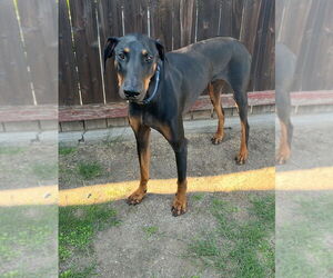 Zeke - Male Doberman Pinscher Dog for Adoption - Photo #2