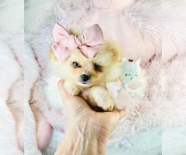 Medium Photo #13 Pomeranian Puppy For Sale in DELRAY BEACH, FL, USA