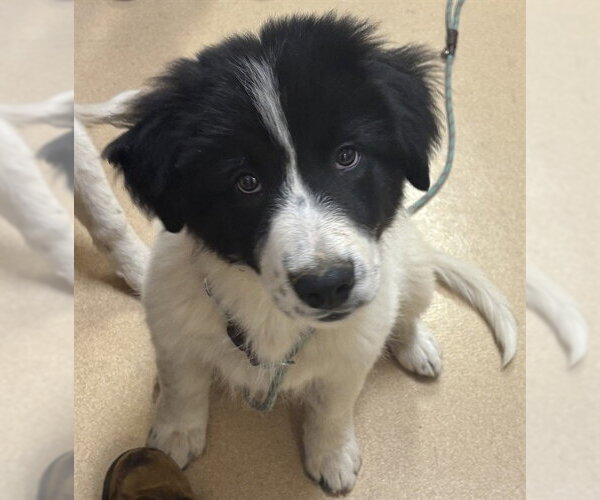 Medium Photo #1 Pyrenees Border Collie Puppy For Sale in Placerville, CA, USA