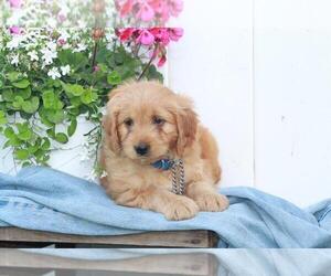 Goldendoodle (Miniature) Puppy for sale in SHILOH, OH, USA