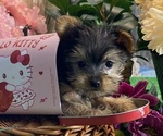 Small Yorkshire Terrier