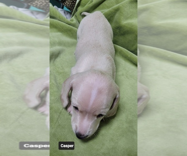 Medium Photo #7 Dachshund Puppy For Sale in SALISBURY, NC, USA