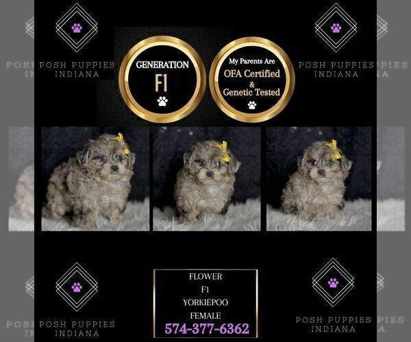 Medium Photo #8 YorkiePoo Puppy For Sale in WARSAW, IN, USA