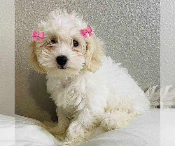Medium Photo #1 Maltipoo Puppy For Sale in ADDISON, TX, USA