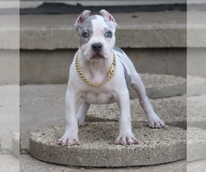 American Bully Puppy for sale in CHAMPAIGN, IL, USA