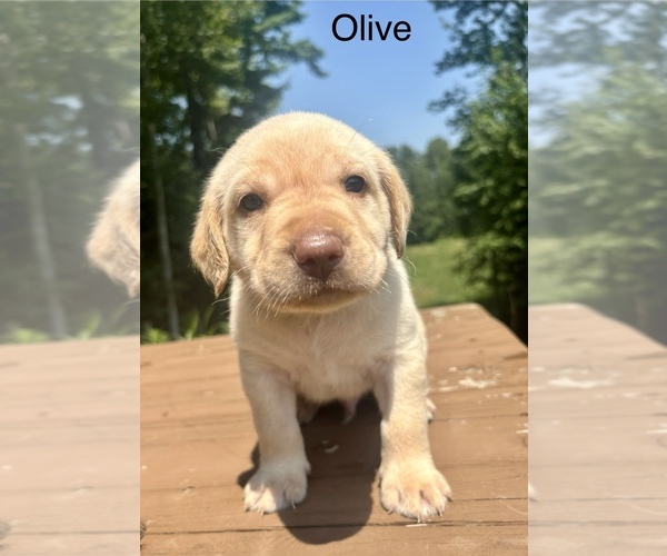 Medium Photo #8 Labrador Retriever Puppy For Sale in STANLEY, WI, USA