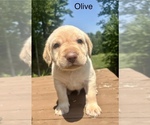 Puppy Olive Labrador Retriever