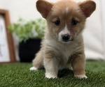 Small #6 Pembroke Welsh Corgi