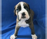 Small Photo #5 Boxer Puppy For Sale in VERMONTVILLE, MI, USA