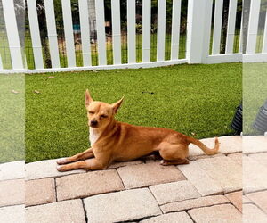 Chihuahua Dogs for adoption in Valrico, FL, USA