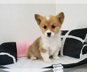 Pembroke Welsh Corgi Puppy for sale in CLARK, MO, USA
