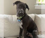 Small #8 Collie-Labrador Retriever Mix