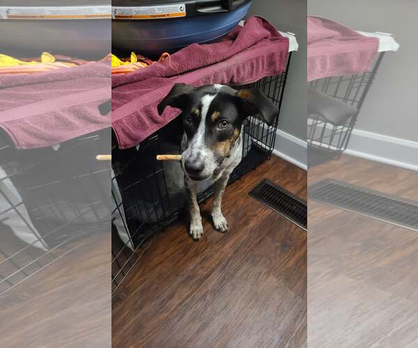 Medium Photo #7 Mutt Puppy For Sale in Minneapolis, MN, USA