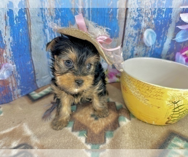 Medium Photo #7 Yorkshire Terrier Puppy For Sale in CASSVILLE, MO, USA