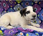 A128417 - Male Mutt Dog for Adoption - Small photo