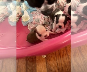 Boston Terrier Puppy for sale in MABLETON, GA, USA