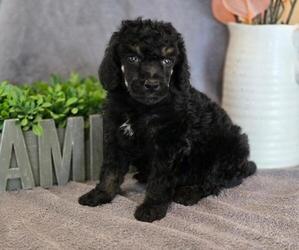 Poodle (Miniature) Puppy for Sale in CLEVELAND, Georgia USA