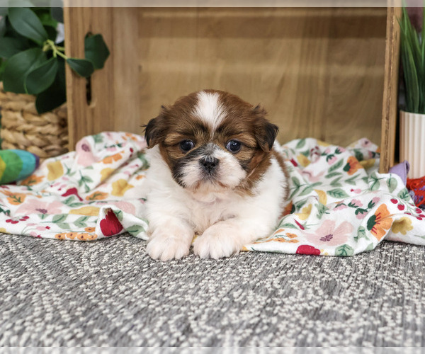 Medium Photo #5 Shih Tzu Puppy For Sale in SYRACUSE, IN, USA
