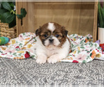 Small #4 Shih Tzu
