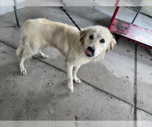 Medium Photo #1 Great Pyrenees Puppy For Sale in Texas City, TX, USA
