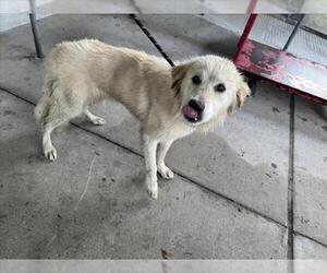 Great Pyrenees Dogs for adoption in Texas City, TX, USA