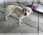 Small Great Pyrenees