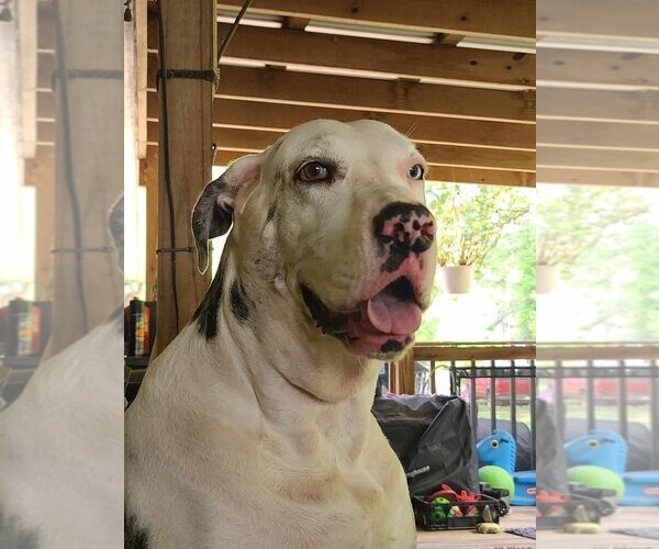 Medium Photo #11 Great Dane Puppy For Sale in Bullard, TX, USA