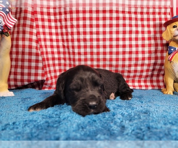 Medium Photo #84 Golden Mountain Dog Puppy For Sale in BLACK FOREST, CO, USA