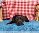 Small Photo #84 Golden Mountain Dog Puppy For Sale in BLACK FOREST, CO, USA