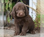 Small Photo #1 Labradoodle Puppy For Sale in MILLERSTOWN, PA, USA