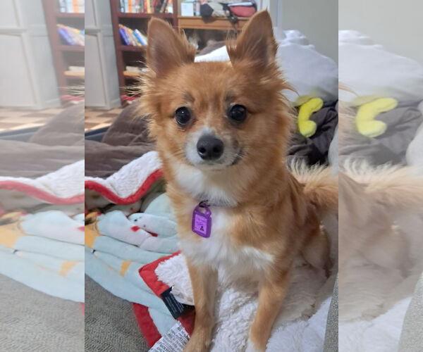 Medium Photo #1 Chiranian Puppy For Sale in Mukwonago, WI, USA