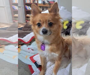 Chiranian Dogs for adoption in Mukwonago, WI, USA