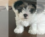 Small #2 Yorkshire Terrier