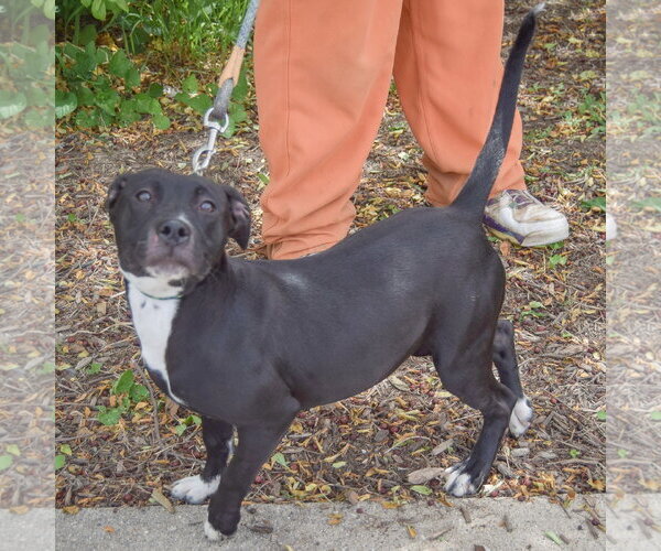 Medium Photo #4 American Staffordshire Terrier-Boxer Mix Puppy For Sale in Huntley, IL, USA