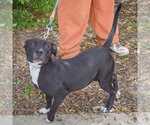 Small #3 American Staffordshire Terrier-Boxer Mix