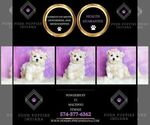 Small Photo #25 Maltipoo (Toy) Puppy For Sale in WARSAW, IN, USA
