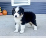 Small #5 Australian Shepherd