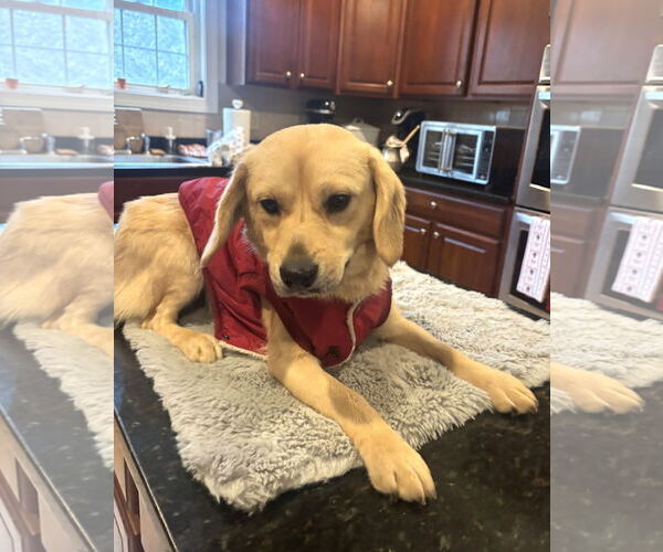 Medium Photo #2 Beagle-Unknown Mix Puppy For Sale in Arlington, VA, USA