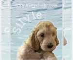 Puppy Puppy 4 Poodle (Standard)-Spinone Italiano Mix