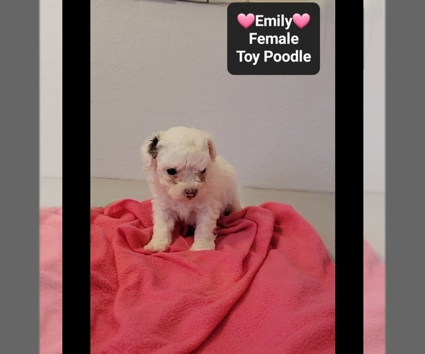 Medium Photo #3 Poodle (Toy) Puppy For Sale in TUCSON, AZ, USA
