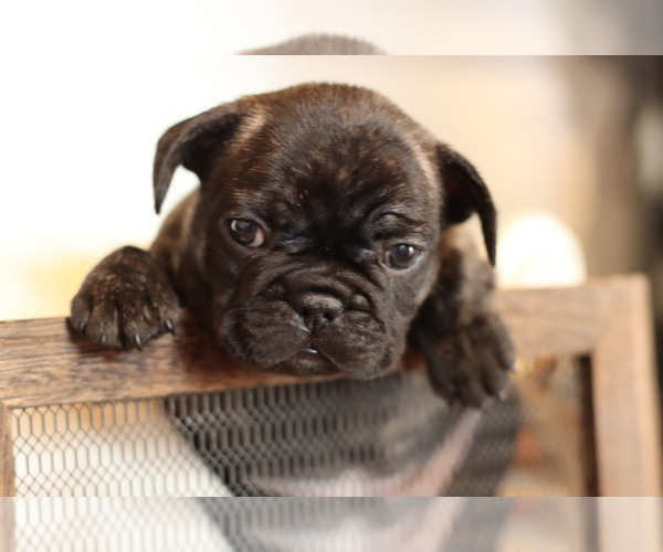 Medium Photo #4 French Bulldog Puppy For Sale in GILLETTE, WY, USA