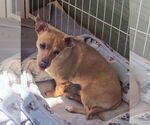 Small #4 Chihuahua Mix
