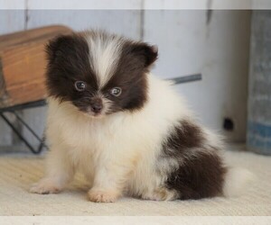 Pomeranian Puppy for sale in FREDERICKSBG, OH, USA