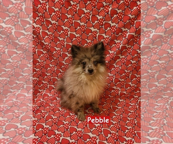 Medium Photo #2 Pomeranian Puppy For Sale in CLARKSVILLE, TN, USA