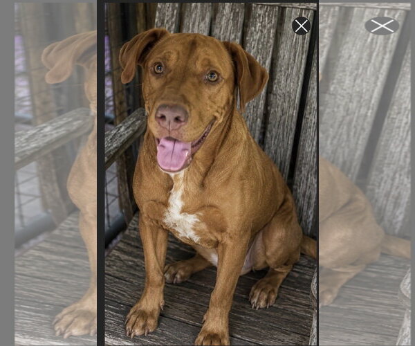 Medium Photo #4 Labralas Puppy For Sale in Southbury, CT, USA