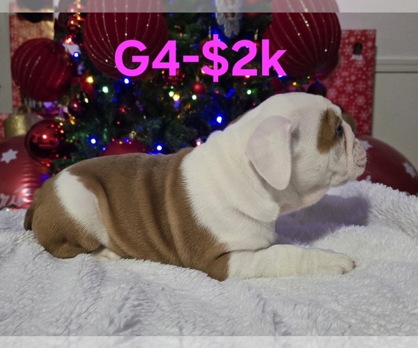 Medium Photo #9 English Bulldog Puppy For Sale in FRESNO, CA, USA