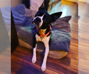 Mother of the Boston Terrier puppies born on 02/28/2026