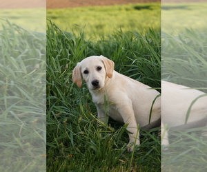 Labrador Retriever Dog for Adoption in SOUTH WAYNE, Wisconsin USA