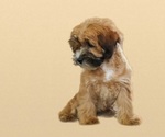 Small Photo #13 Cock-A-Tzu Puppy For Sale in SAN DIEGO, CA, USA